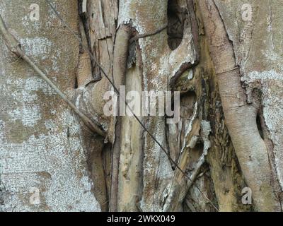 Da vicino al tronco dell'albero banyan diventa un parassita su altre piante Foto Stock