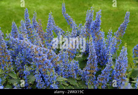 Pianta di coleo fiorito blu brillante, di specie di Plectranthus Foto Stock
