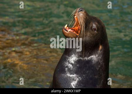 Il leone marino della California (Zalophus californianus), Newport, Oregon Foto Stock