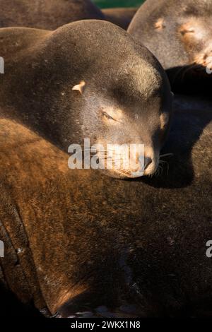 Il leone marino della California (Zalophus californianus), Newport, Oregon Foto Stock