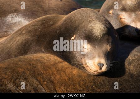 Il leone marino della California (Zalophus californianus), Newport, Oregon Foto Stock