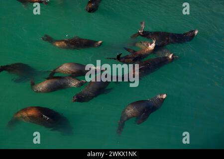 Il leone marino della California (Zalophus californianus), Newport, Oregon Foto Stock