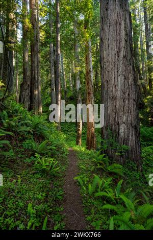 Alberi di sequoia giganti in piedi lungo il sentiero fiancheggiato da felci nel Redwood National Park Foto Stock
