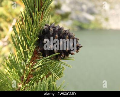 Primo piano di un singolo cono di pino Whitebark (Pinus albicaulis) con lanci su un ramo all'aperto nelle Beartooth Mountains, Montana Foto Stock