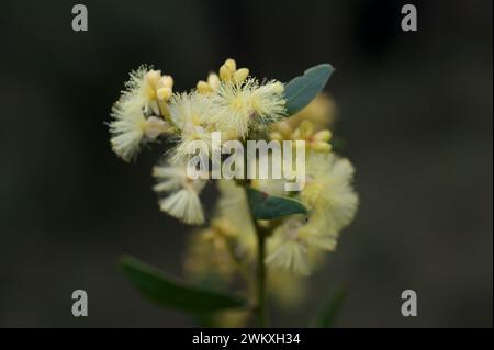 Il Blackwood (Acacia Melanoxylon) ha una fioritura soffice, che varia nel colore da giallo brillante a crema pallida. Hochkins Ridge Flora Reserve in Victoria. Foto Stock