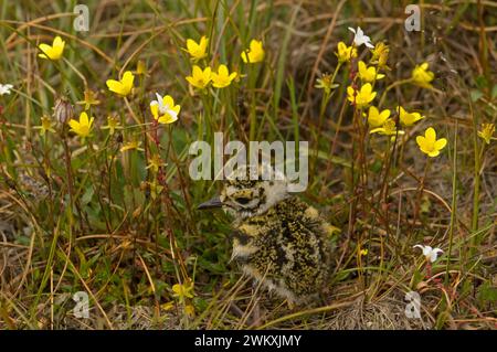 American Golden-Plover Pluvialis dominica pulcino sulla tundra in fiore palude gialla Sazifrage hirculus fiori selvatici e Alaska artica Foto Stock