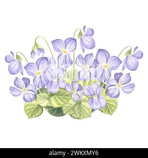 Acquerello delle violette selvatiche con foglie e gemme. Composizione del fiore di pansia. Illustrazione isolata disegnata a mano della fioritura della molla. Modello per scheda, confezione Foto Stock