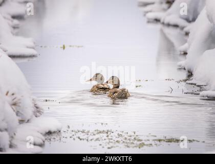 Le due anatre nuotano in un torrente innevato, Serenity Foto Stock