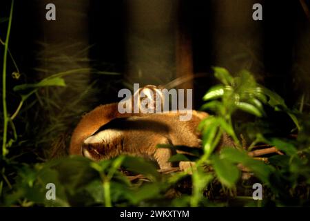 Slow loris presso il centro di riabilitazione della fauna selvatica gestito da International Animal Rescue (IAR) a Ciapus, Bogor, Giava Occidentale, Indonesia. I primati sono stati salvati dall'attività di commercio della fauna selvatica e saranno liberati nel selvaggio una volta che sono pronti. Foto Stock