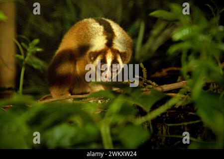 Slow loris presso il centro di riabilitazione della fauna selvatica gestito da International Animal Rescue (IAR) a Ciapus, Bogor, Giava Occidentale, Indonesia. I primati sono stati salvati dall'attività di commercio della fauna selvatica e saranno liberati nel selvaggio una volta che sono pronti. Foto Stock