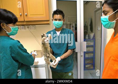 Un team di veterinari viene fotografato mentre stanno per dare un controllo medico a un loris lento che viene salvato dal commercio di fauna selvatica, in un centro di riabilitazione gestito dalla International Animal Rescue (IAR) a Ciapus, Bogor, Giava occidentale, Indonesia. Foto Stock