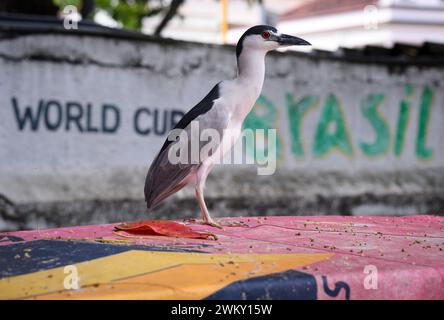 Rio De Janeiro, Brasile. 22 febbraio 2024. Un airone si erge davanti al cartello "Coppa del mondo Brasile" su un muro non lontano da Copacabana a Rio de Janeiro. Crediti: Bernd von Jutrczenka/dpa/Alamy Live News Foto Stock