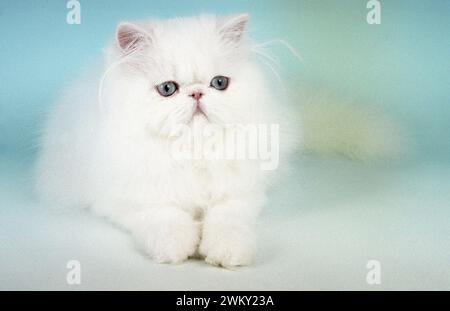 Persian Blue Eyed White Foto Stock