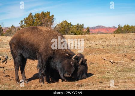 Due bufali al Caprock Canyons State Park, sul margine orientale del Llano Estacado nella contea di Briscoe, Texas, Stati Uniti Foto Stock