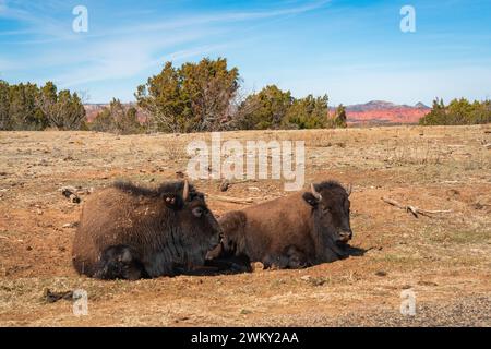 Due bufali al Caprock Canyons State Park, sul margine orientale del Llano Estacado nella contea di Briscoe, Texas, Stati Uniti Foto Stock