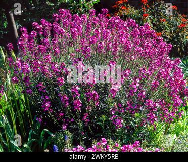 Cespuglio perenne di fiori di parati di Erysium «Bowles's Mauve» ricoperto di fiori viola che crescono nel giardino inglese a giugno, Inghilterra, Regno Unito Foto Stock