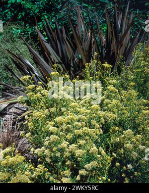 Cassinia leptophylla ssp. Fulvida (legno di cotone dorato / Bush dorato / Erica dorata) con Phormium tenax gruppo maori (lino neozelandese), luglio, Inghilterra Foto Stock