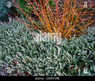 Gambi luminosi di Cornus sanguinea «Midwinter Fire» con fiori bianchi di Erica darleyensis «Silberschmelze» heather in Winter, Inghilterra, Regno Unito Foto Stock