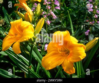 Primo piano di due fiori giglio giglio giallo brillante "Chicago Sunrise" che crescono nel giardino inglese, Inghilterra, Regno Unito Foto Stock