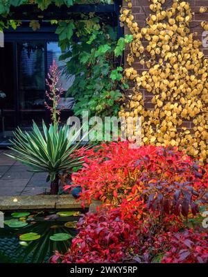 Colori autunnali colorati, tra cui il rosso rododendro luteum azalea, il verde Yucca filamentosa variegata e il giallo Hydrangea petiolaris in ottobre Foto Stock