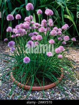 Erba cipollina (Allium schoenoprasum) con fiori viola che crescono in una pentola affondata in un letto di ghiaia in un giardino di erbe, Inghilterra, Regno Unito Foto Stock