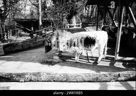 Mucche alpine, zoo di Schnonbrunn, Vienna, Austria. Foto Stock