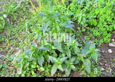 Il mercurio annuale (Mercurialis annua) è una pianta annuale originaria dell'Europa, del Nord Africa e dell'Asia occidentale. Questa foto è stata scattata a Baix Llobregat, Barcelo Foto Stock
