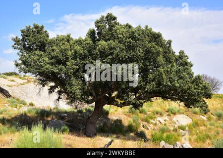 La quercia sempreverde, la quercia di holly o la quercia (Quercus ilex ballota o Quercus ilex rotundifolia) è un albero sempreverde originario della regione del Mediterraneo occidentale, Foto Stock