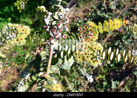 Il mallee (Eucalyptus kruseana) è un piccolo albero endemico dell'Australia sudoccidentale. Fiori, frutta e foglie dettaglio. Foto Stock