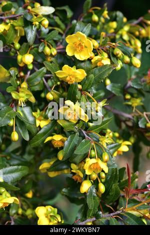 Il Carnevale ocna o Topolino (Ochna serrulata) è un arbusto endemico del Sud Africa. Pianta fiorita. Foto Stock