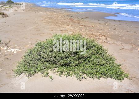 Il Salado (Limoniastrum monopetalum) è un arbusto alofita originario dell'Africa nordoccidentale e della Spagna sudoccidentale e naturalizzato nel Delta del Ebro. Questo p Foto Stock