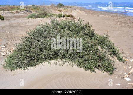 Il Salado (Limoniastrum monopetalum) è un arbusto alofita originario dell'Africa nordoccidentale e della Spagna sudoccidentale e naturalizzato nel Delta del Ebro. Questo p Foto Stock