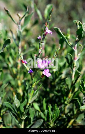 Il Salado (Limoniastrum monopetalum) è un arbusto alofita originario dell'Africa nordoccidentale e della Spagna sudoccidentale e naturalizzato nel Delta del Ebro. Questo p Foto Stock