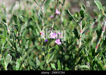 Il Salado (Limoniastrum monopetalum) è un arbusto alofita originario dell'Africa nordoccidentale e della Spagna sudoccidentale e naturalizzato nel Delta del Ebro. Questo p Foto Stock