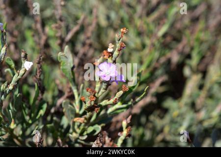 Il Salado (Limoniastrum monopetalum) è un arbusto alofita originario dell'Africa nordoccidentale e della Spagna sudoccidentale e naturalizzato nel Delta del Ebro. Questo p Foto Stock