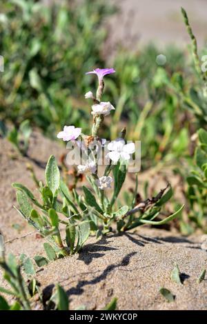 Il Salado (Limoniastrum monopetalum) è un arbusto alofita originario dell'Africa nordoccidentale e della Spagna sudoccidentale e naturalizzato nel Delta del Ebro. Questo p Foto Stock