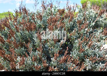 Il Salado (Limoniastrum monopetalum) è un arbusto alofita originario dell'Africa nordoccidentale e della Spagna sudoccidentale e naturalizzato nel Delta del Ebro. Questo p Foto Stock