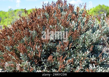 Il Salado (Limoniastrum monopetalum) è un arbusto alofita originario dell'Africa nordoccidentale e della Spagna sudoccidentale e naturalizzato nel Delta del Ebro. Questo p Foto Stock