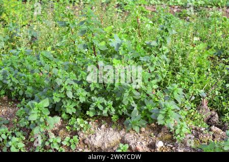 Ortica annuale, ortica nana o piccola ortica (Urtica urens) è un'erba annuale originaria dell'Eurasia e ampiamente naturalizzata in altre regioni. Questa foto lo era Foto Stock