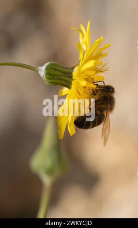 Ape e fiore. Primo piano di una grande ape a strisce raccoglie il miele su un fiore giallo in una giornata luminosa e soleggiata. Fotografia macro orizzontale. Estate e spri Foto Stock