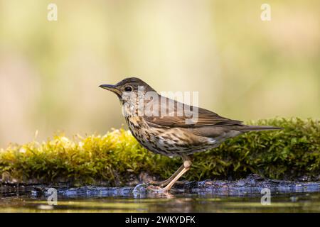 Song Trush Turdus philomelos sulla pozzanghera della foresta incredibile luce calda tramonto al tramonto Foto Stock