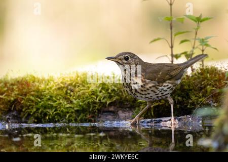 Song Trush Turdus philomelos sulla pozzanghera della foresta incredibile luce calda tramonto al tramonto Foto Stock