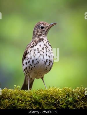 Song Trush Turdus philomelos sulla pozzanghera della foresta incredibile luce calda tramonto al tramonto Foto Stock