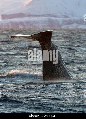 Europa, Norvegia, contea di Troms, coda di uno sperma (Physeter macrocephalus) immersioni al largo della costa di Skjervoy Foto Stock