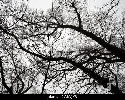 Vista dal basso di un groviglio di rami secchi durante l'inverno degli alberi alti e il cielo bianco sullo sfondo. Foto Stock