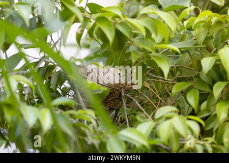 Primo piano Zebra dove stava incubando le uova nel nido. Una Zebra dove era nel nido. Foto Stock
