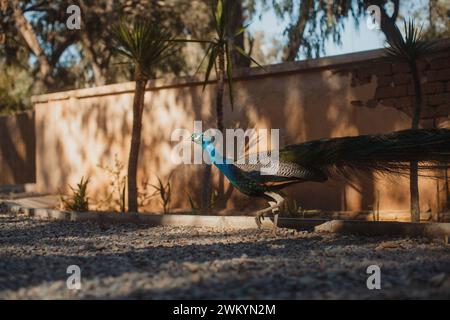 Un pavone maschile emerge dalle ombre alla luce del pomeriggio. Foto Stock