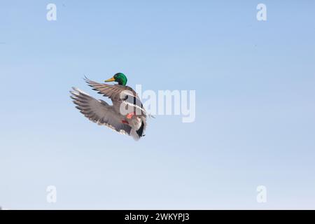 Drake Mallard vola via Backpeddaling Foto Stock