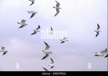Grandi stormi di gabbiani selvatici che volano nel cielo sul mare Foto Stock