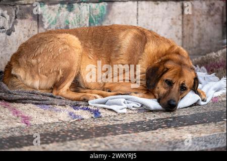 Un grande cane bruno steso a terra e che guarda davanti alla telecamera Foto Stock